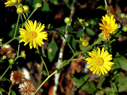 {Heterotheca subaxillaris